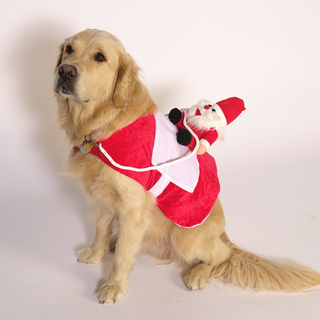 En hund med en röd jultröja.